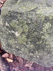 Flavoparmelia caperata