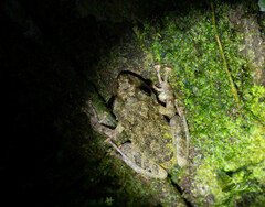 Pristimantis diadematus