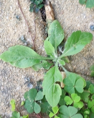 Erigeron sumatrensis