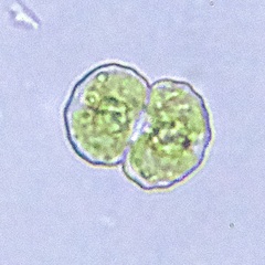Cosmarium