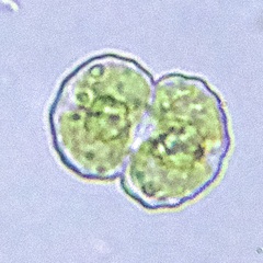 Cosmarium