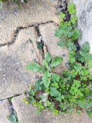 Erigeron sumatrensis