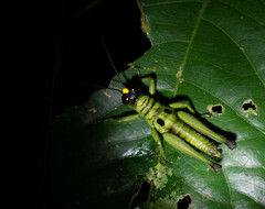 Ommatolampis perspicillata