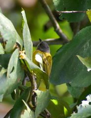 Loriotus luctuosus