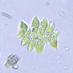 Scenedesmaceae