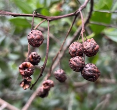 Conocarpus erectus