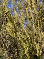 Erica scoparia