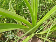Hypoxis