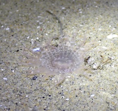 Harenactis attenuata