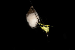 Micrathena schreibersi