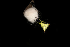 Micrathena schreibersi