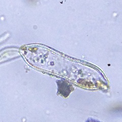 Surirella librile