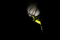 Micrathena schreibersi