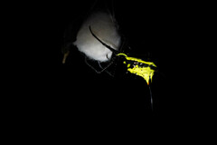 Micrathena schreibersi