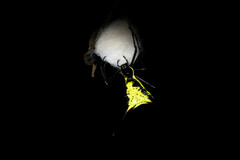 Micrathena schreibersi