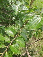 Ziziphus mucronata