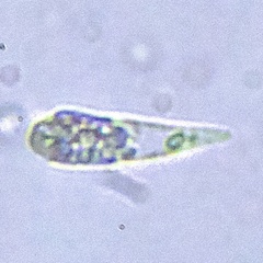 Euglenozoa