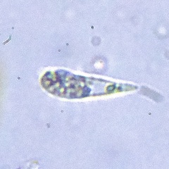 Euglenozoa