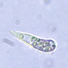 Euglenozoa