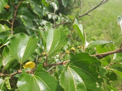 Ziziphus mucronata