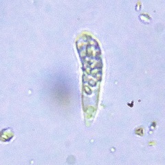 Euglenozoa