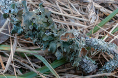 Pleurosticta acetabulum