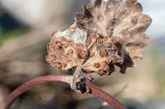 Puccinia glechomatis