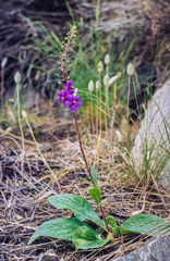Verbascum phoeniceum