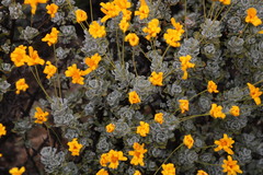 Euryops dregeanus