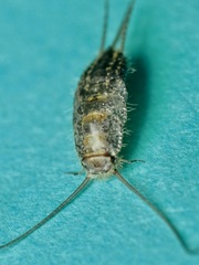 Ctenolepisma lineatum