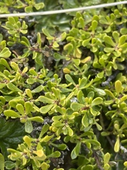Baccharis magellanica
