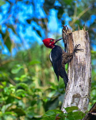 Campephilus melanoleucos