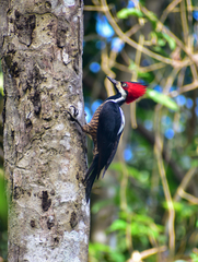 Campephilus melanoleucos