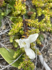 Codonorchis lessonii
