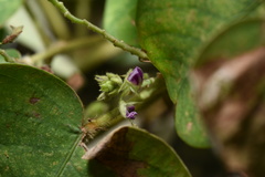 Grona styracifolia