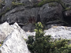 Geocolaptes olivaceus