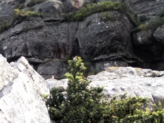 Geocolaptes olivaceus