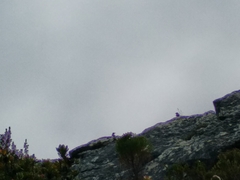 Geocolaptes olivaceus