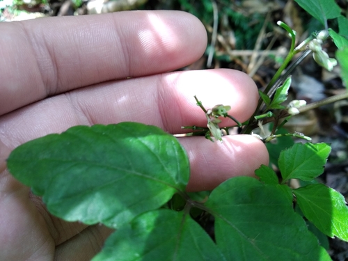 Image of Cardamine africana by (c) De Waal Hugo, some rights reserved (CC BY)