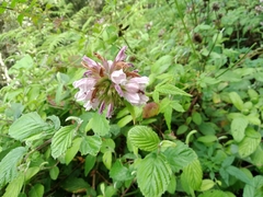 Cedronella canariensis