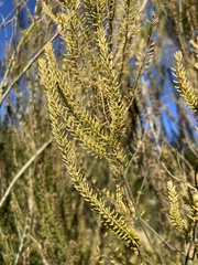Erica scoparia