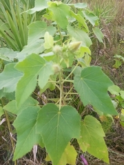 Hibiscus furcellatus