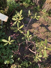 Rhododendron