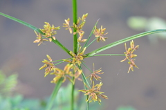 Cyperus haspan
