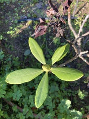 Rhododendron