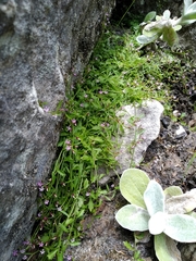 Lobelia eckloniana