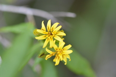 Trixis inula