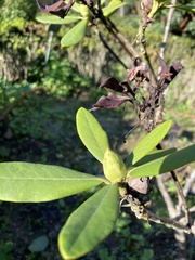 Rhododendron