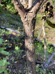 Rhododendron