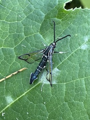 Synanthedon exitiosa